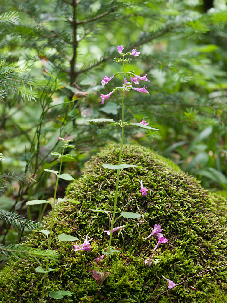 Image of Drymosiphon grandiflorus specimen.