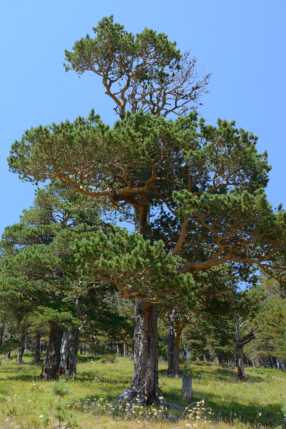 Изображение особи Pinus sylvestris ssp. hamata.