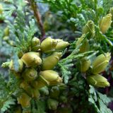 Thuja occidentalis