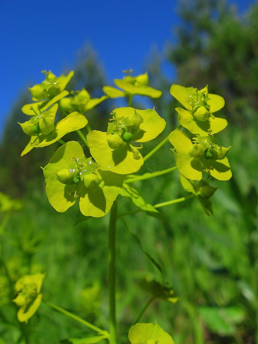 Изображение особи Euphorbia virgata.