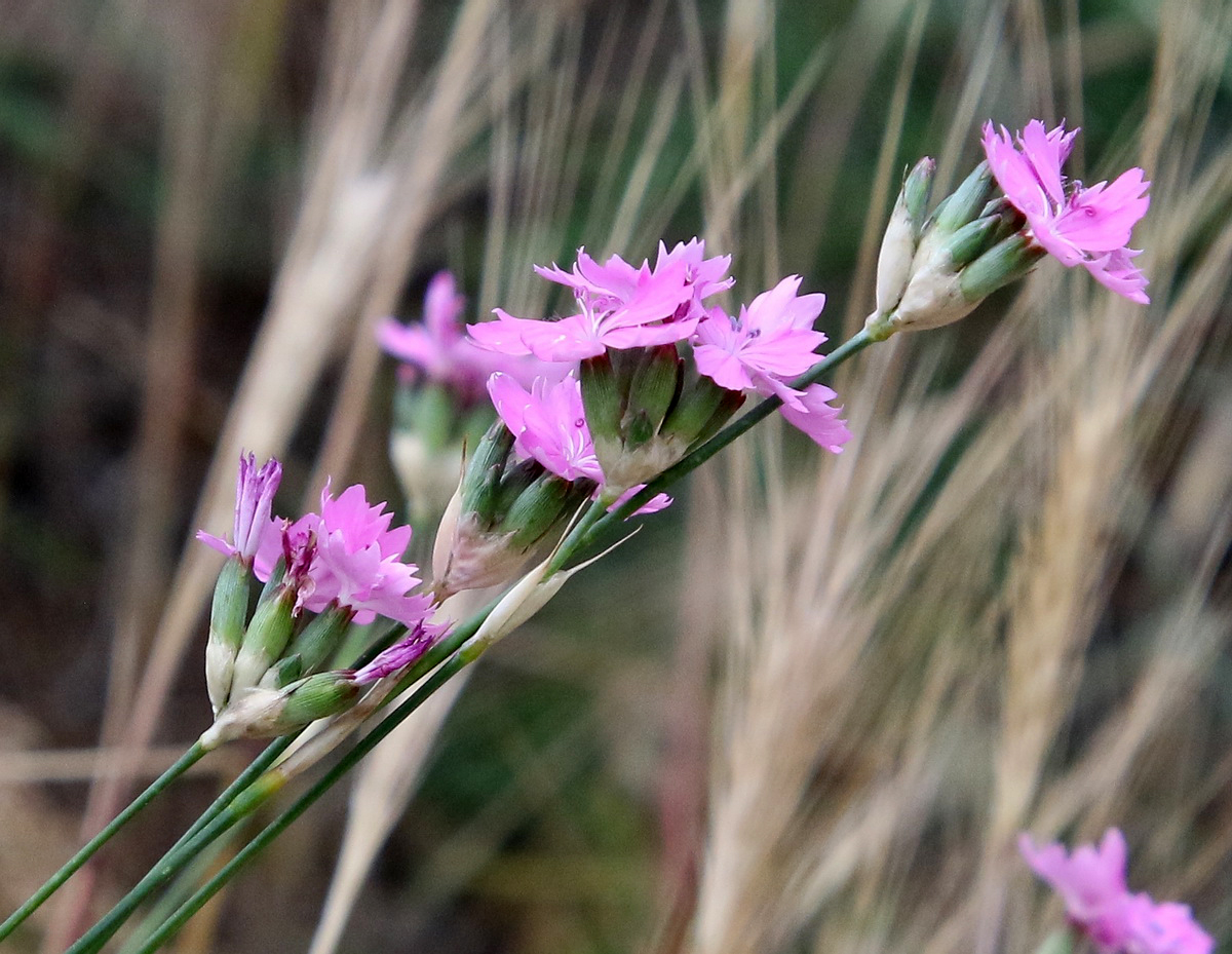 Изображение особи Dianthus polymorphus.