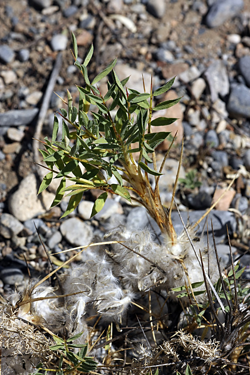 Image of Astragalus pterocephalus specimen.