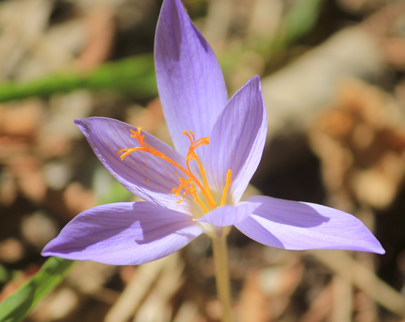 Image of Crocus speciosus specimen.