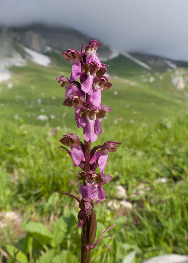 Image of Orchis spitzelii specimen.