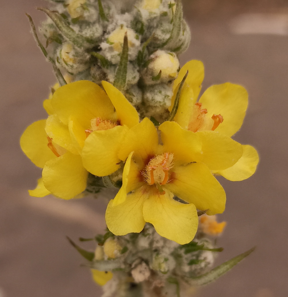 Image of Verbascum gnaphalodes specimen.