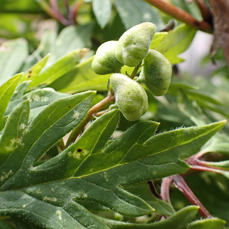 Image of Aconitum sczukinii specimen.