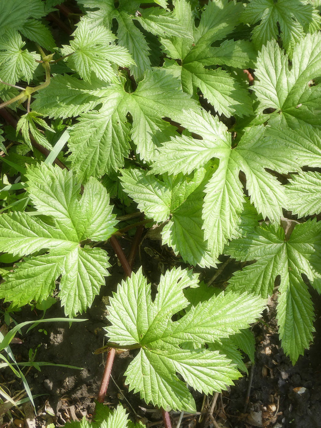 Image of Humulus lupulus specimen.