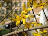 Смотреть изображение Forsythia × intermedia