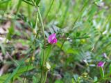 Vicia sativa. Часть побега с цветком. Краснодарский край, городской округ Сочи, Центральный р-н, Мамайский лесопарк, смешанный лес, у дороги. 22.04.2021.