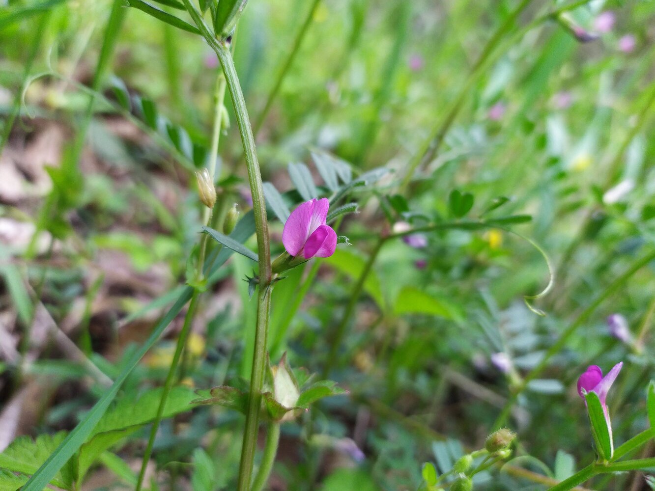 Изображение особи Vicia sativa.