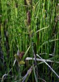 genus Carex. Верхушка цветущего растения. Дагестан, Магарамкентский р-н, окр. с. Приморский, песчаный пляж, заросли Equisetum на берегу ручья. 05.05.2022.