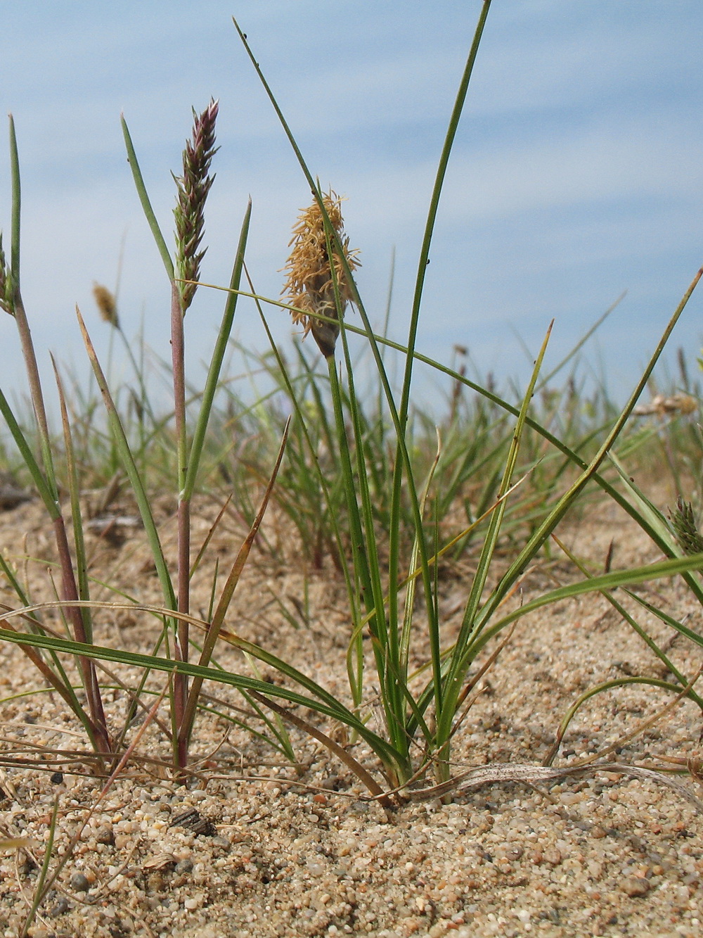 Изображение особи Carex physodes.