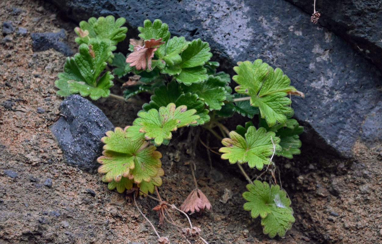 Изображение особи Potentilla megalantha.