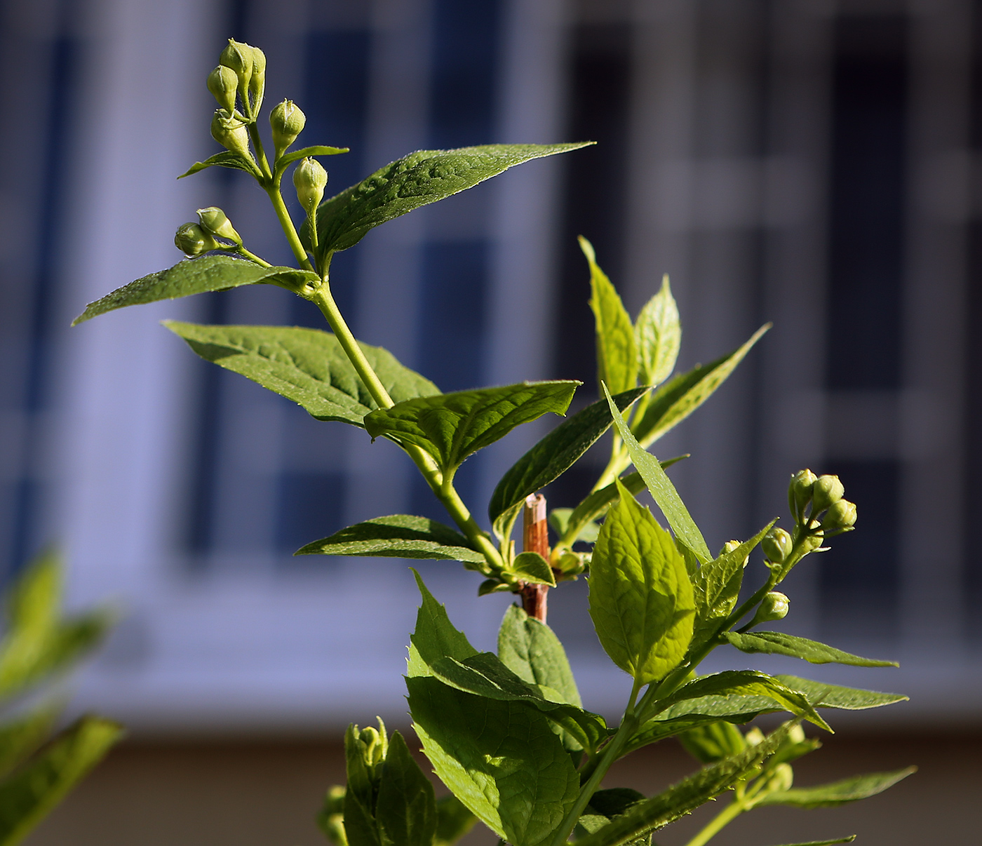 Изображение особи род Philadelphus.