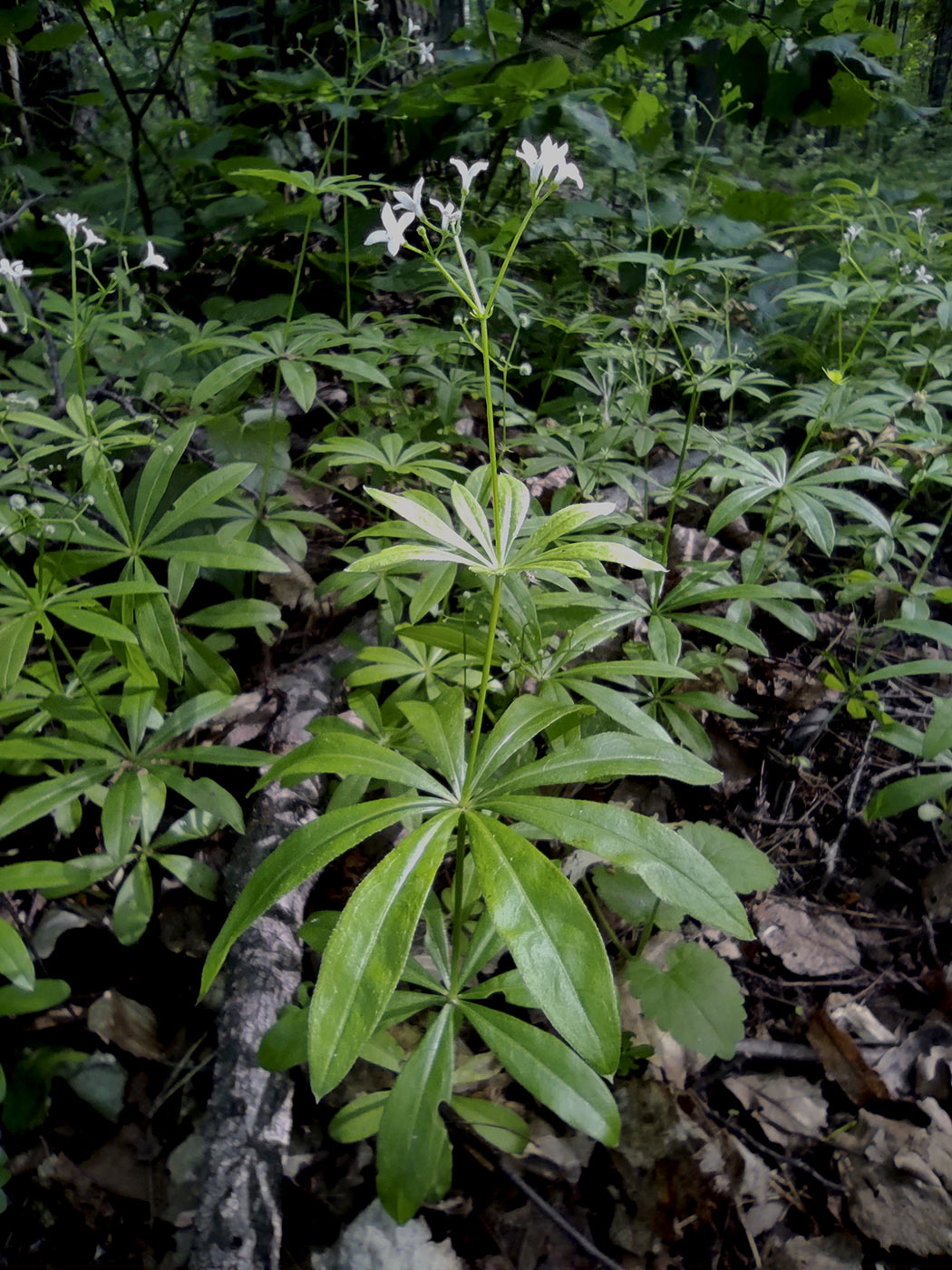 Изображение особи Galium odoratum.