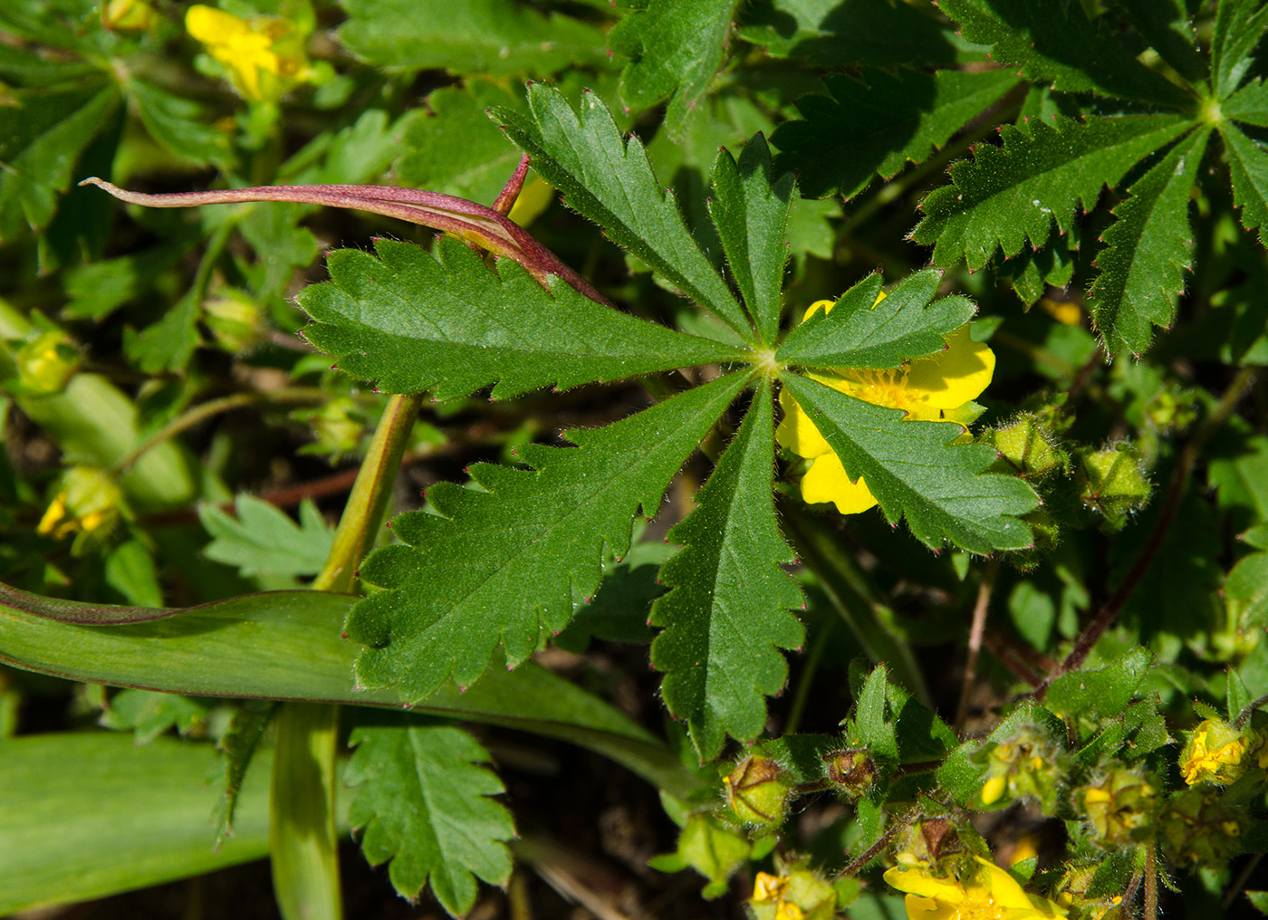 Image of Potentilla humifusa specimen.