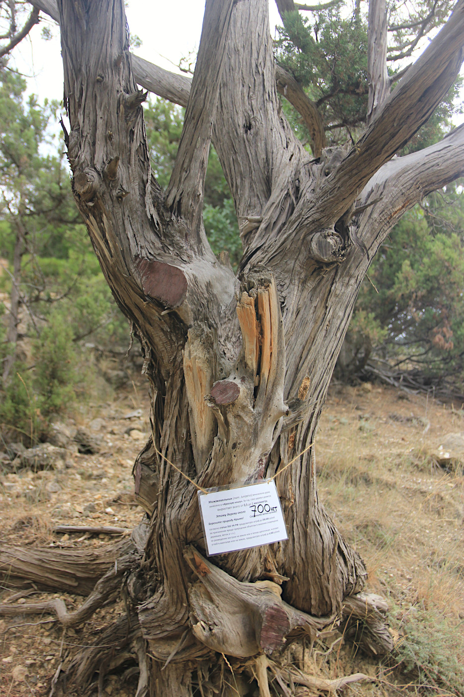 Image of Juniperus excelsa specimen.