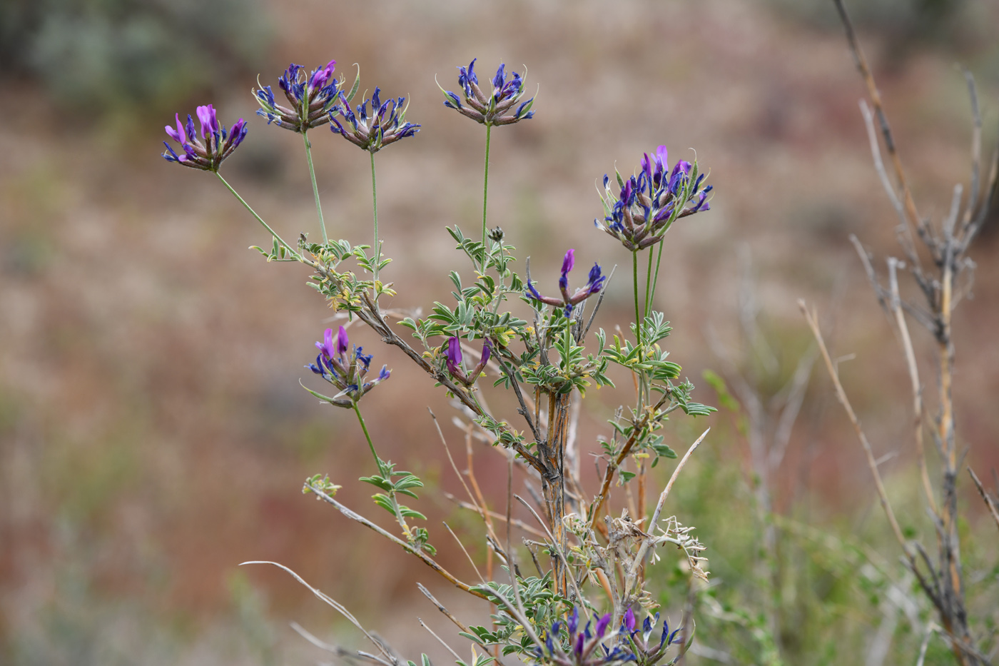 Изображение особи Astragalus arbuscula.