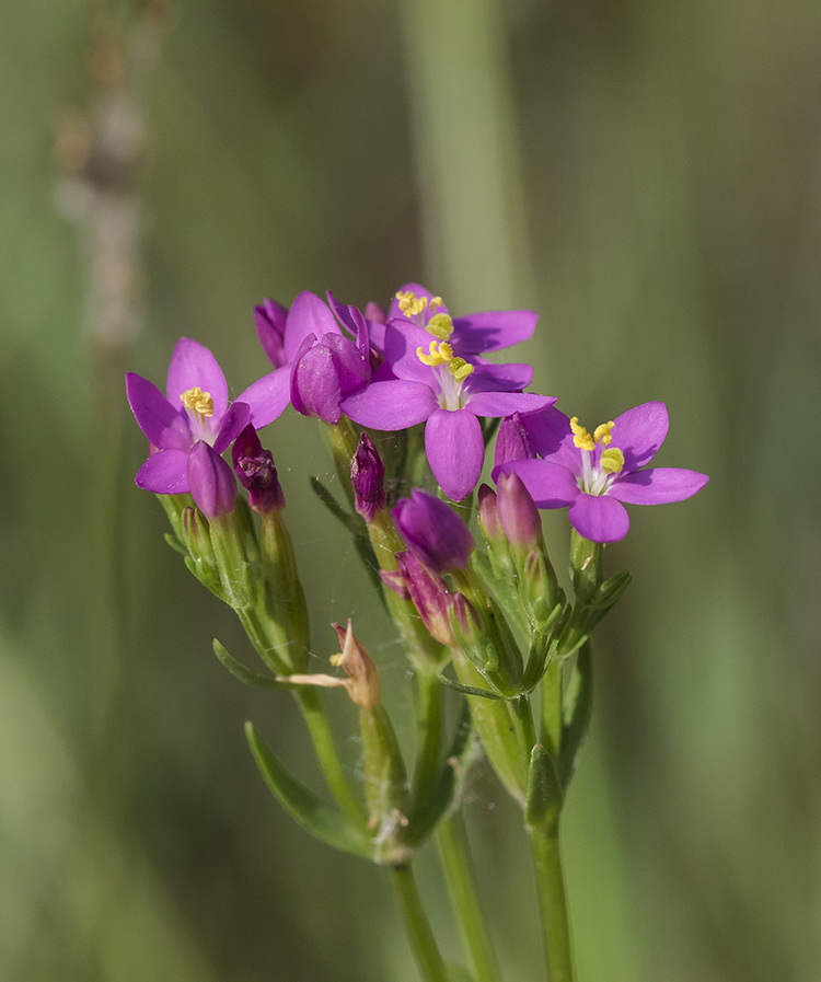 Image of Centaurium erythraea ssp. turcicum specimen.