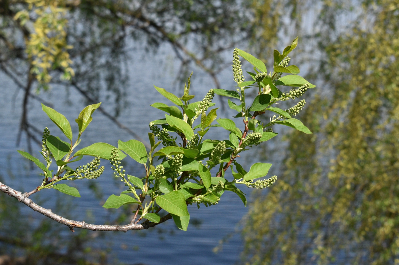 Image of genus Padus specimen.