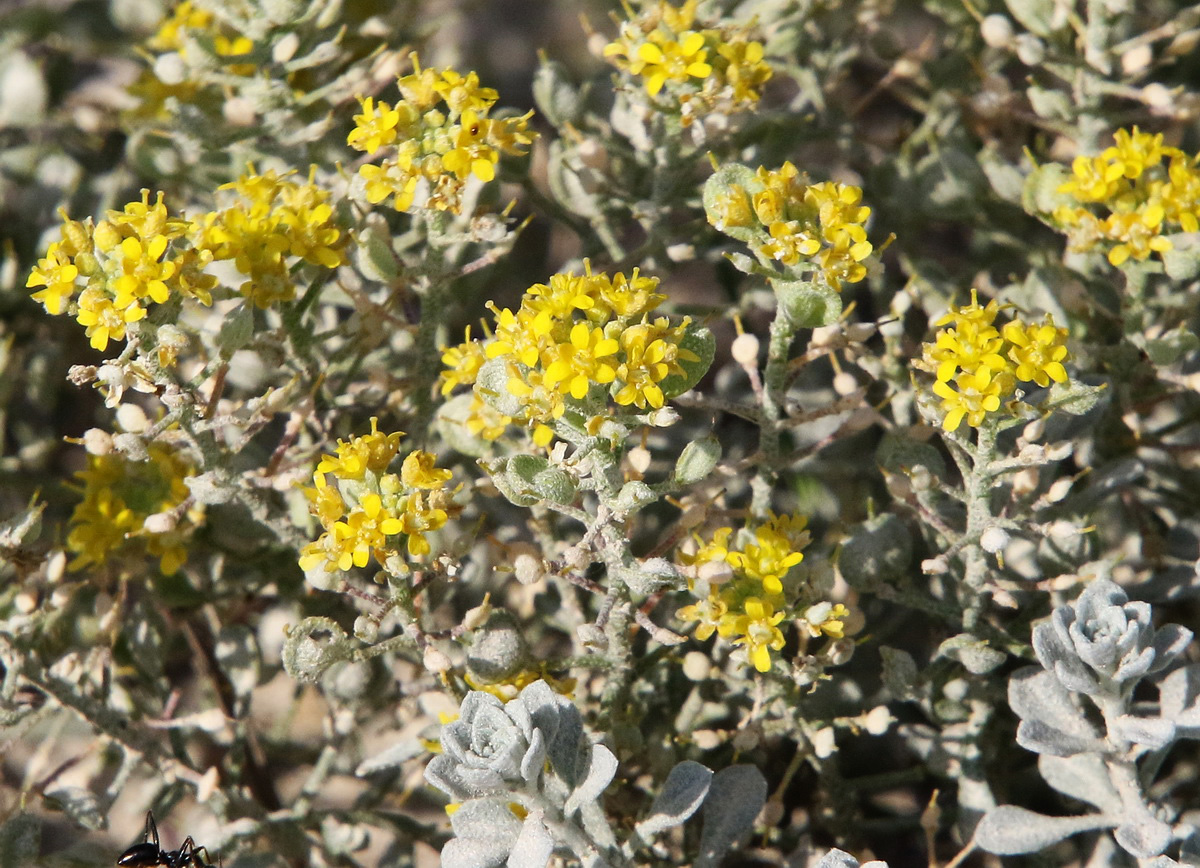 Изображение особи Odontarrhena obtusifolia.