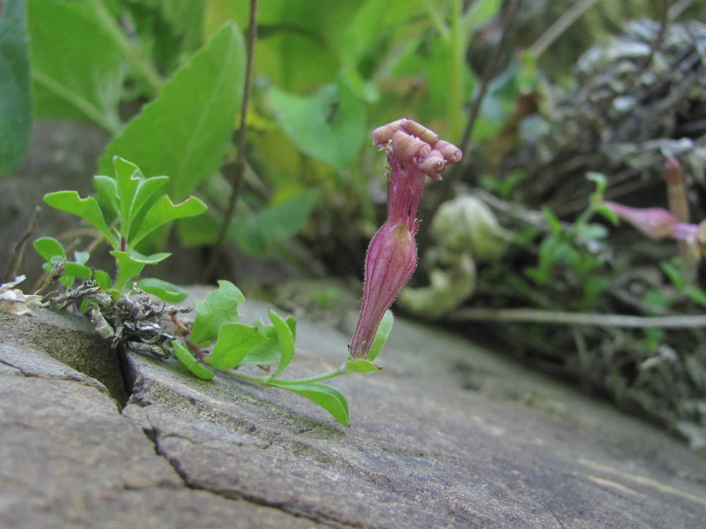 Image of Silene pygmaea specimen.