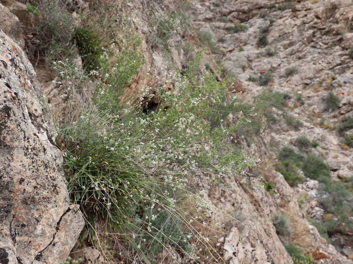 Image of Stroganowia angustifolia specimen.