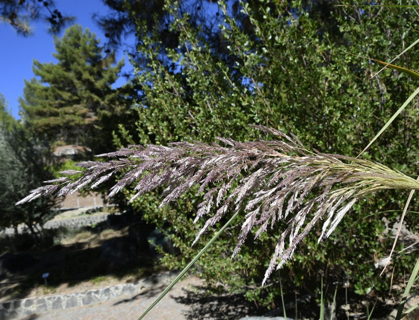 Image of Erianthus ravennae specimen.