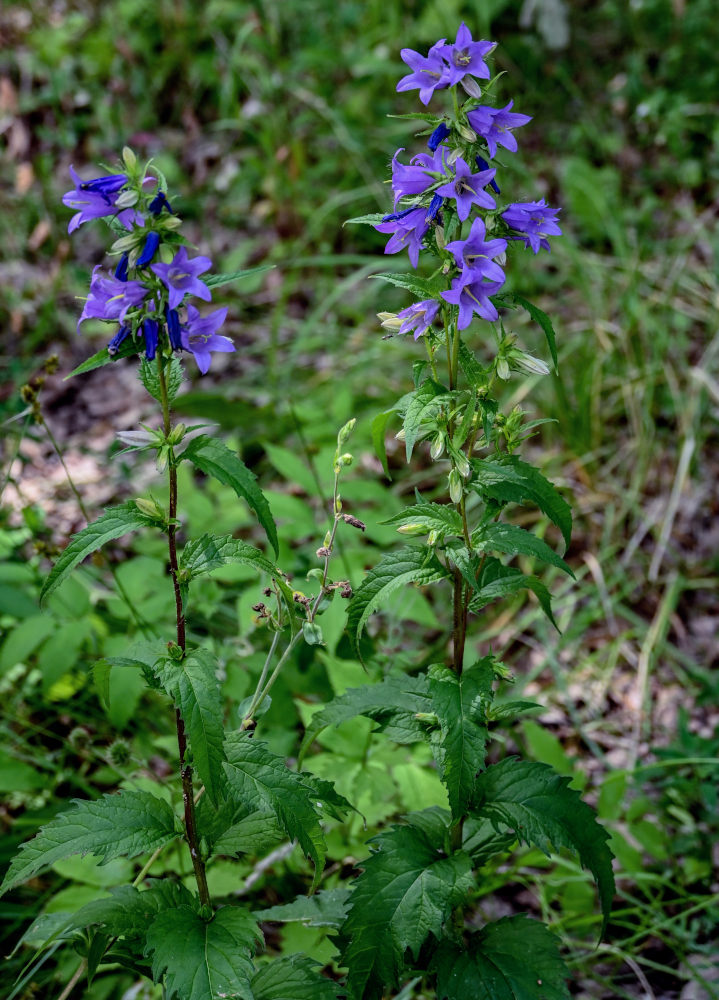 Image of Campanula trachelium specimen.