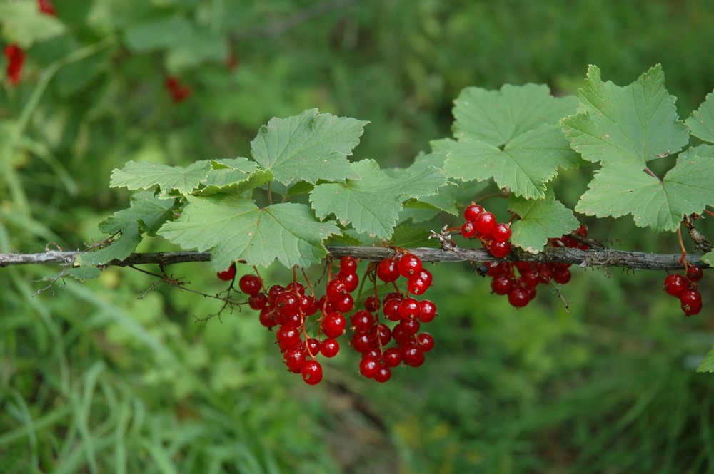 Изображение особи Ribes glabrum.