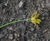 Tragopogon reticulatus. Верхушка цветущего растения. Чечня, Шаройский р-н, западный склон пер. Цумандинский, выс. ок. 2150 м н.у.м., опушка небольшого леса. 24 июня 2024 г.