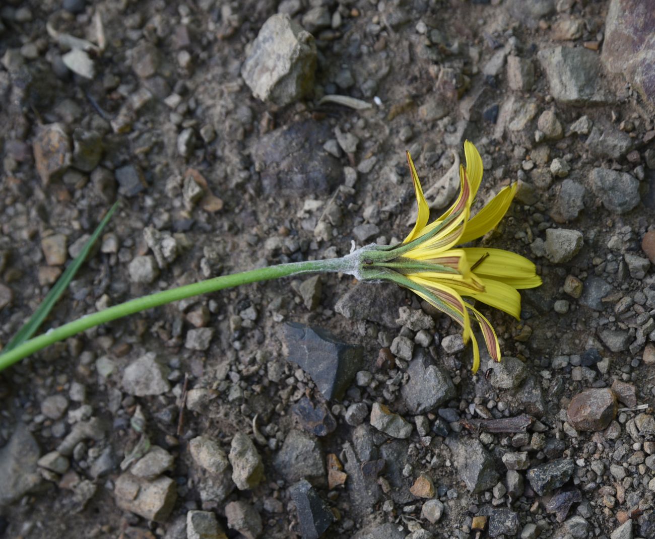 Image of Tragopogon reticulatus specimen.