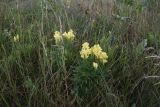 Linaria vulgaris