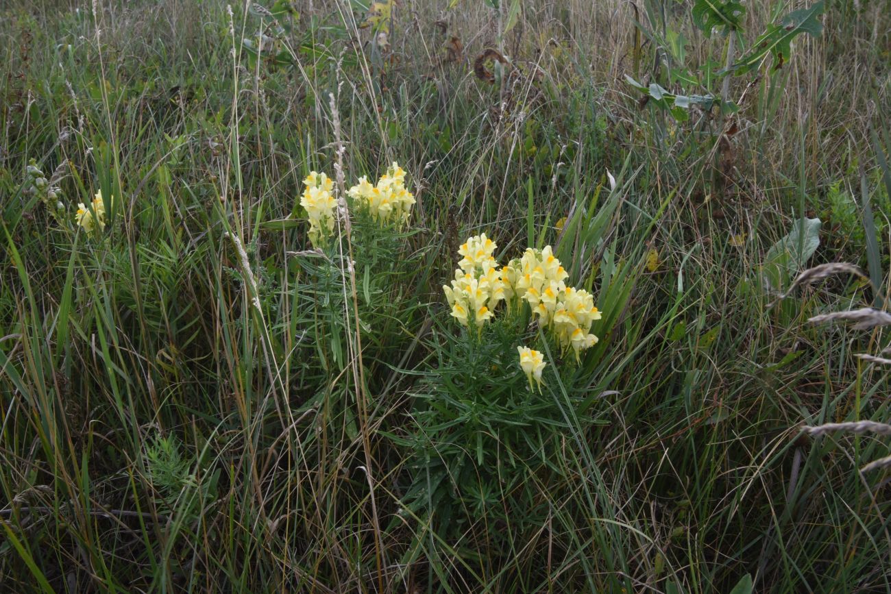 Изображение особи Linaria vulgaris.