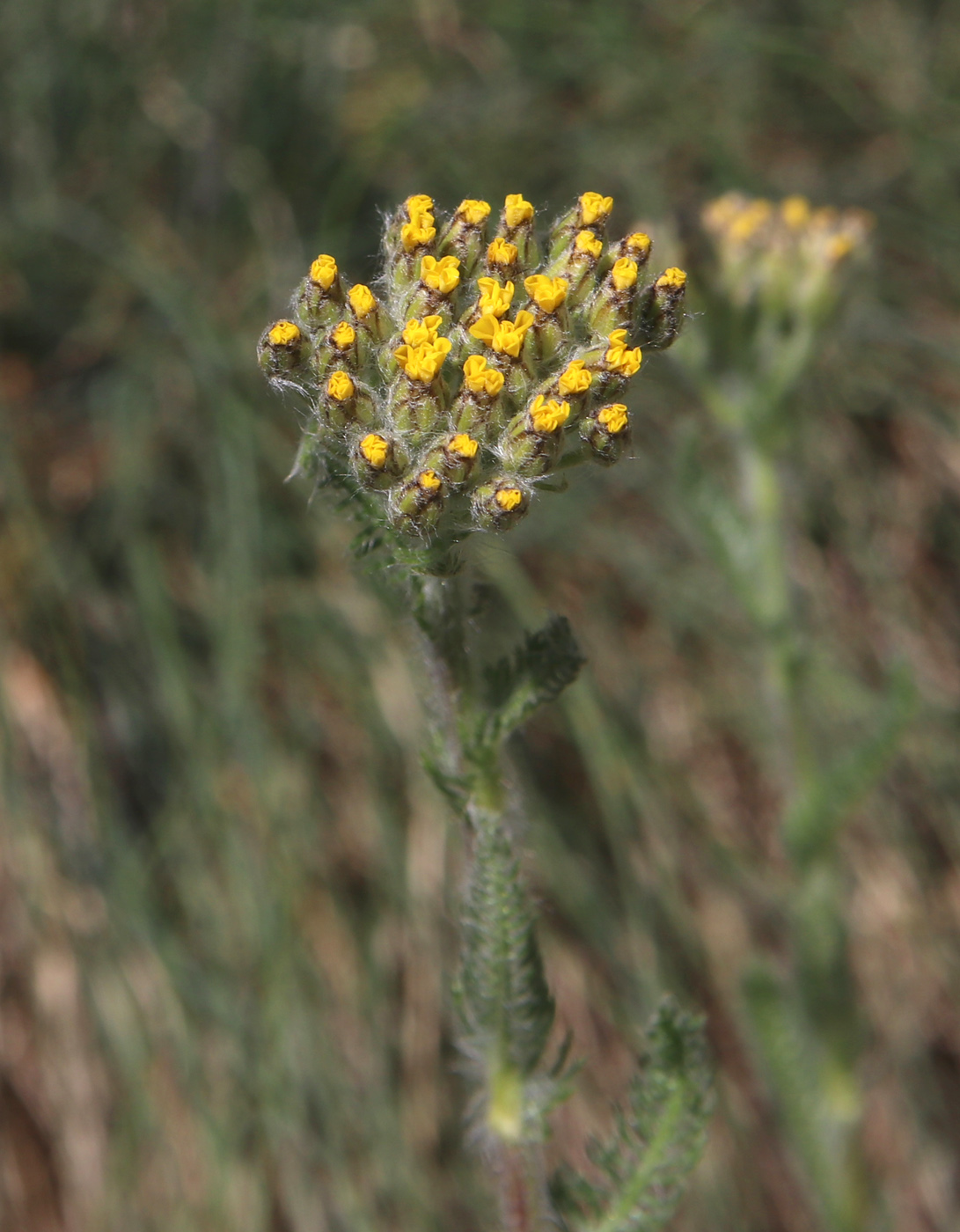 Изображение особи Achillea tomentosa.