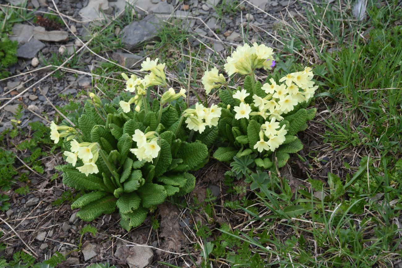 Изображение особи Primula ruprechtii.