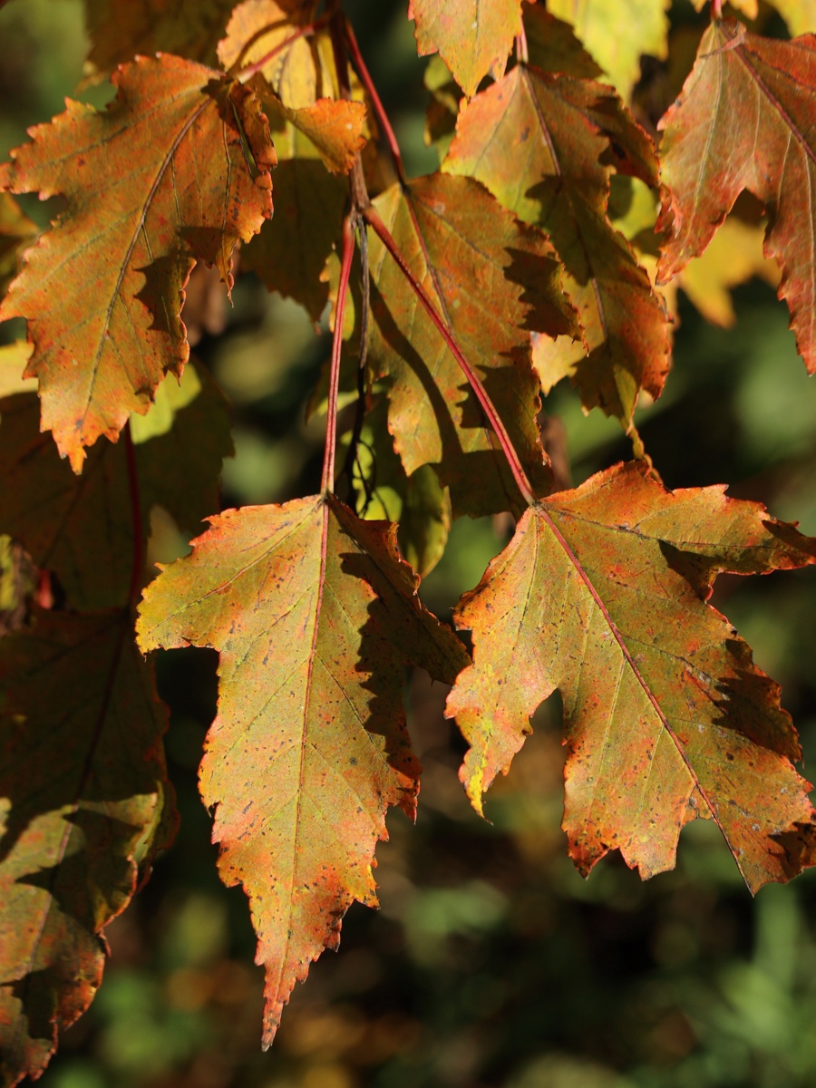 Image of Acer ginnala specimen.