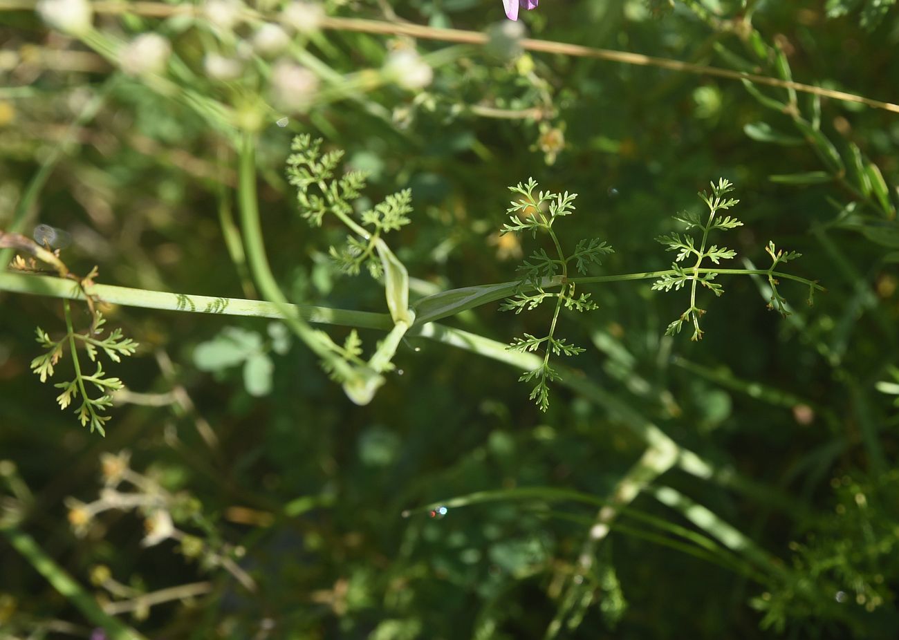 Image of familia Apiaceae specimen.