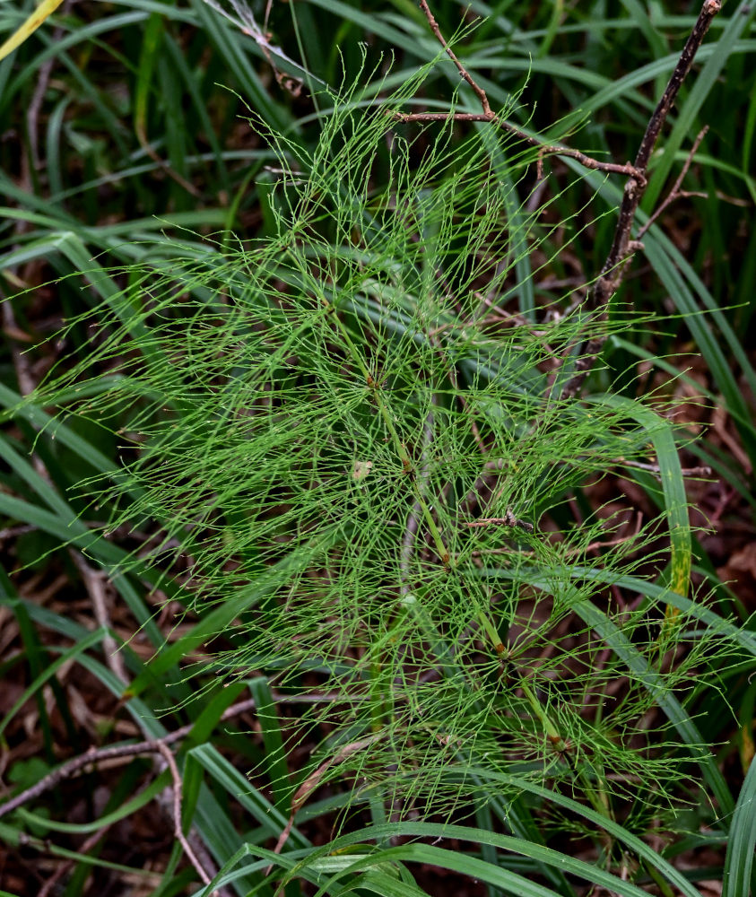 Image of Equisetum sylvaticum specimen.