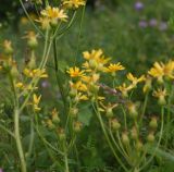 genus Senecio. Верхушка цветущего растения. Чечня, Шаройский р-н, окр. урочища Старый дом Мухтара, луг около правого борта правого притока р. Цесиахк чуть выше устья этого притока. 27 июня 2024 г.