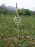 Salvia austriaca. Цветущее растение. Крым, Южный Берег, окр. Ангарского перевала, поляна в лесу. 27.05.2024.