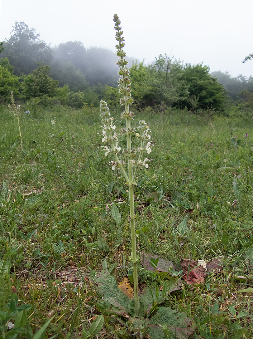 Изображение особи Salvia austriaca.