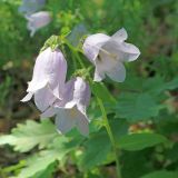 genus Campanula