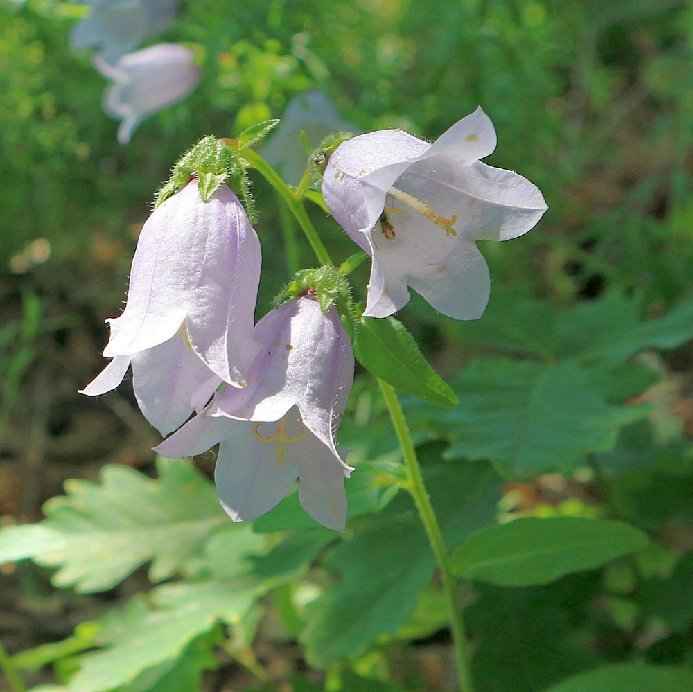 Image of Campanula praealta specimen.