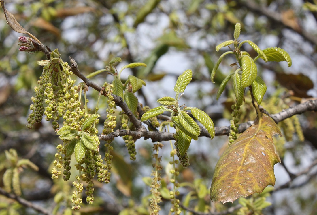 Image of Quercus ithaburensis specimen.