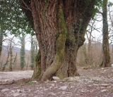 Pterocarya fraxinifolia. Основание ствола старого дерева в сообществе с Hedera colchica. Краснодарский край, м/о г. Сочи, Лазаревский р-н, окр. аула Большой Кичмай, реликтовая роща используемая под парковку. 02.02.2025.