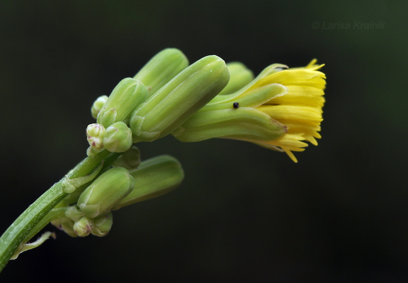 Image of Youngia japonica specimen.