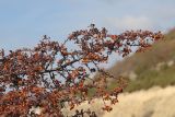 Pyracantha coccinea. Ветвь с прошлогодними плодами. Крым, Севастополь, Инкерман. 01.03.2025.