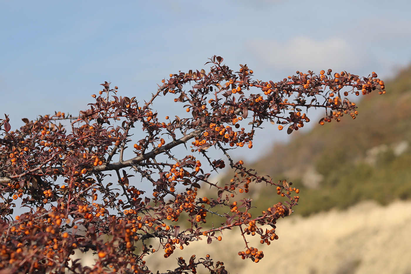 Изображение особи Pyracantha coccinea.