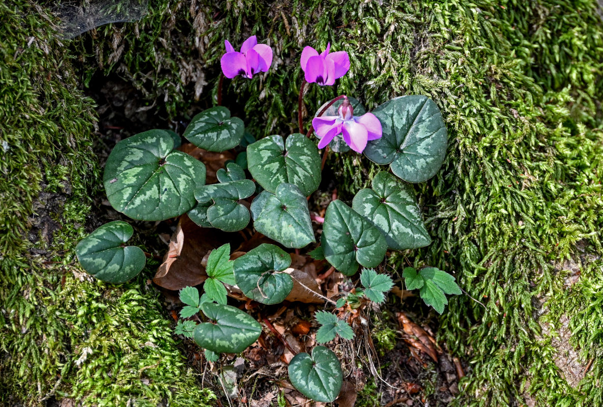 Image of Cyclamen coum specimen.